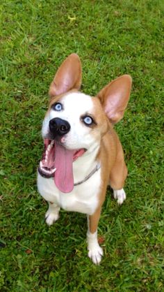 a small brown and white dog sitting on top of a green grass covered field with its tongue hanging out