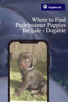 a dog sitting in the grass next to a fence and text where to find puppies for sale - doggable