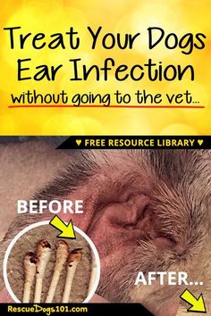 an image of a dog's ear with the words treat your dogs ear inspection without going to the vet