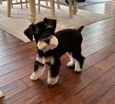 a black and white dog standing on top of a wooden floor