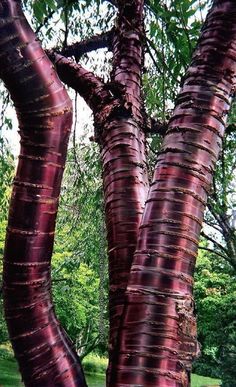 two tall trees in the middle of a forest