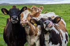 three cows are standing together in the grass and one is looking at the camera while the other stands behind them