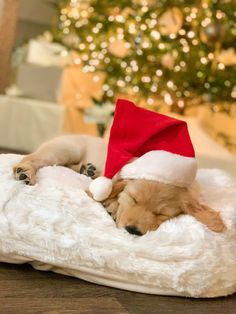 a dog sleeping on top of a blanket with a santa hat on it's head