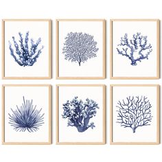 six blue and white sea corals are arranged in four square frames on the wall