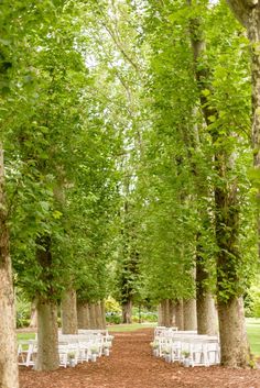 rows of white chairs sitting in the middle of a park lined with trees and leaves