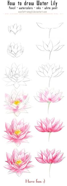 the instructions for how to draw water lilies