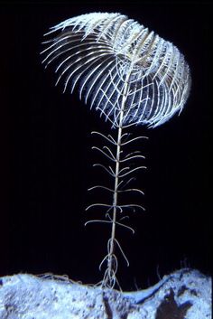 a plant that is growing out of the ground in the dark, with its roots still attached to it