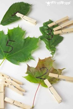 the leaves are arranged on clothes pegs to spell out numbers