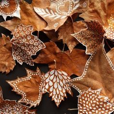 an assortment of autumn leaves on a black background