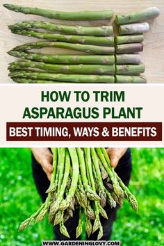 how to trim asparagus plant best time, ways and benefits