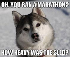 a husky dog sitting in the snow with caption that reads oh, you ran a marathon? how heavy was the sled?