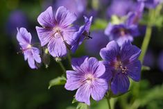 purple flowers with green leaves in the background