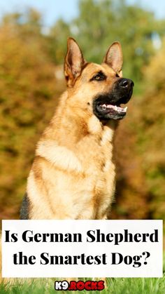 a german shepherd dog sitting in the grass