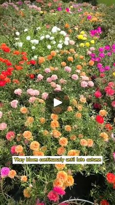 an image of colorful flowers growing in the ground with caption that reads, they bloom comfortably and there is nothing around them