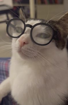 a cat wearing glasses sitting on top of a couch