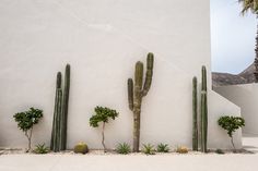 several cactus plants are lined up against a white wall