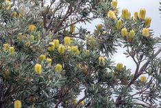 yellow flowers are growing on the branches of a tree with green leaves and gray sky in the background