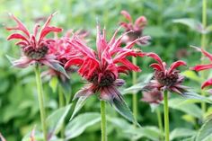 some very pretty red flowers in a field