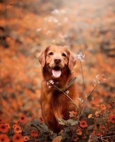 a dog is standing in the middle of flowers