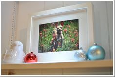 a dog is sitting in the middle of some christmas ornaments on a shelf with a white frame