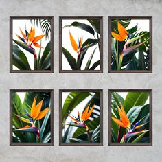 four framed images of tropical plants and birds of paradise flowers on a wall with concrete background