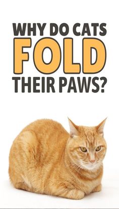 an orange cat laying down with the words why do cats fold their paws?