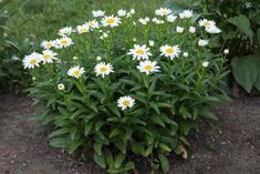 some white and yellow flowers are growing in the dirt