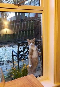 a cat standing on its hind legs looking out the window