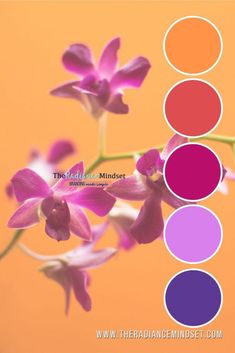 the color palette is shown with orchids and other things to see on this page