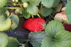 a close up of strawberries growing on the ground