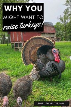 three turkeys are standing in the grass with text overlay that says, why you might want to raise turkeys?