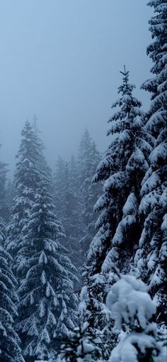 Winter Lockscreens Aesthetic Dark, I Phone Wallpaper Winter, Snow Season Aesthetic, Rustic Winter Wallpaper, Early Winter Wallpaper, Dark Snow Wallpaper, Spooky Winter Wallpaper, Winter Lockscreens Iphone Wallpapers, Aesthetic Snow Wallpaper