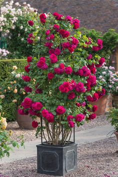 a potted plant with red flowers in it