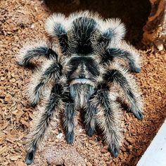 a close up of a spider on the ground