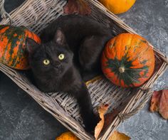 a black cat laying in a basket next to pumpkins