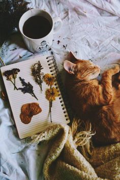 an orange cat laying on top of a bed next to a cup of coffee and notebook