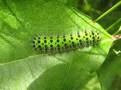 a green caterpillar sitting on top of a leaf in the sun with lots of black dots