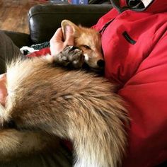 a person in a red jacket is holding a brown and white dog on their lap