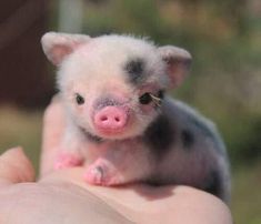 a small pig sitting on top of someone's hand in the palm of their hand