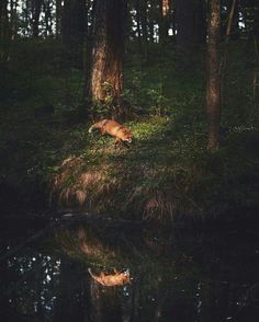 a dog that is laying down in the grass next to a tree and some water