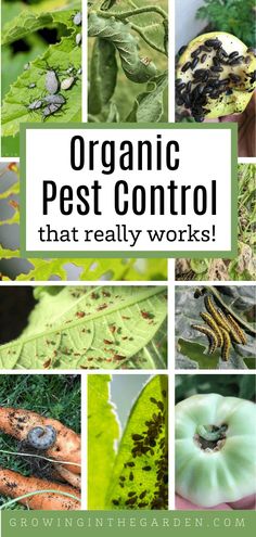 the words organic pest control that really works are overlaid by photos of plants and bugs