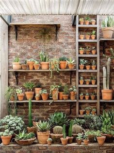 many potted plants are arranged on shelves in front of a brick wall and wooden ladder