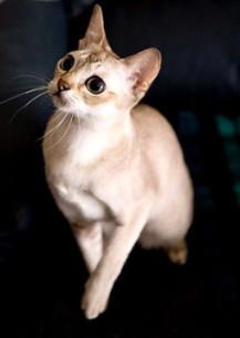 a small cat standing on top of a black surface