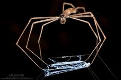 a large spider sitting on top of a glass container