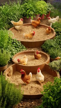 there are many chickens in the garden on top of some planters and steps that lead up to each other