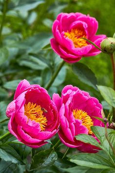 two pink flowers with yellow center surrounded by green leaves