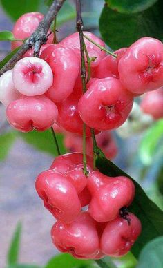 some red berries hanging from a tree with green leaves