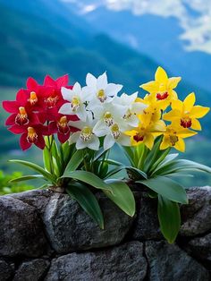 three different colored flowers in a rock planter with mountains in the backgroud