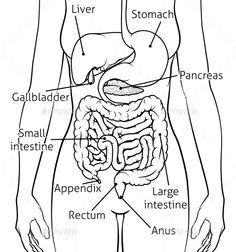 the anatomy of the human body and its major organs - stock photo - imagen