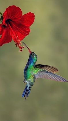 a hummingbird feeding from a red flower with the words love macro written on it